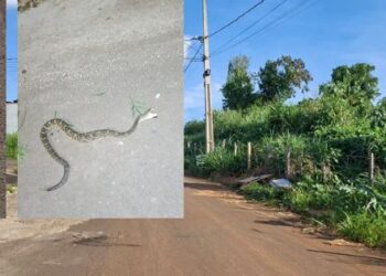 VÍDEO: Bairro Planalto 2 enfrenta surto de cobras e outros problemas em Carmo