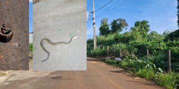 VÍDEO: Bairro Planalto 2 enfrenta surto de cobras e outros problemas em Carmo