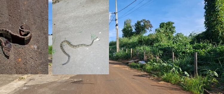 VÍDEO: Bairro Planalto 2 enfrenta surto de cobras e outros problemas em Carmo
