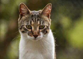 Jovem de 21 anos fica ferida ao cair em córrego enquanto tentava resgatar gato