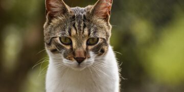 Jovem de 21 anos fica ferida ao cair em córrego enquanto tentava resgatar gato