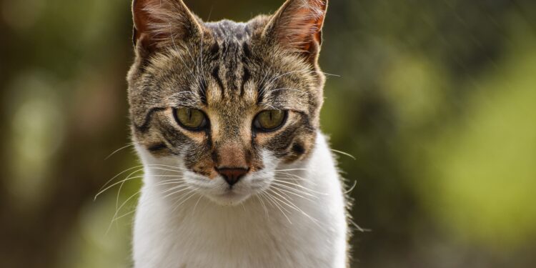 Jovem de 21 anos fica ferida ao cair em córrego enquanto tentava resgatar gato
