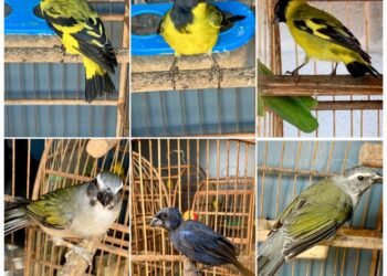 Morador de Campos Gerais é multado em mais de R$ 13 mil por manter aves silvestres em cativeiro