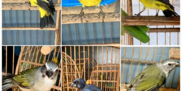 Morador de Campos Gerais é multado em mais de R$ 13 mil por manter aves silvestres em cativeiro