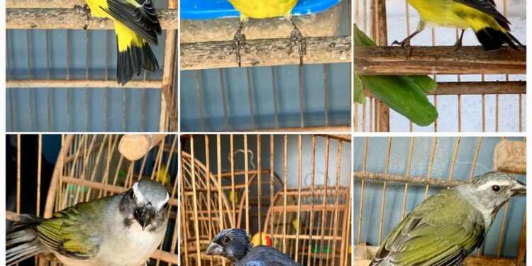 Morador de Campos Gerais é multado em mais de R$ 13 mil por manter aves silvestres em cativeiro