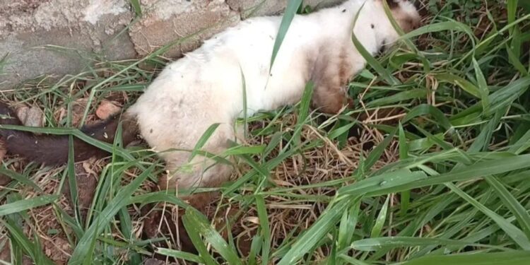 Polícia Civil investiga suspeita de envenenamento que matou mais de 13 gatos em Campos Gerais