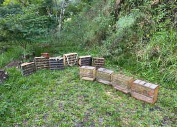 VÍDEO: Operação no Sul de Minas apreende 254 aves e prende 14 pessoas por crimes ambientais