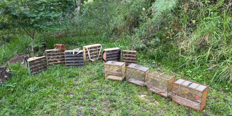 VÍDEO: Operação no Sul de Minas apreende 254 aves e prende 14 pessoas por crimes ambientais