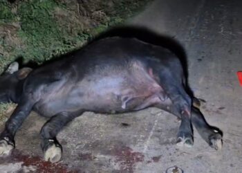 ALPINÓPOLIS | Colisão com búfalo deixa motorista em estado grave