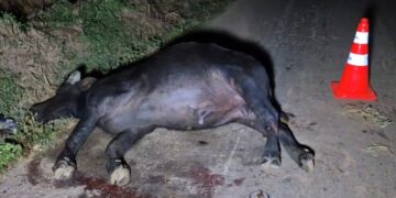 ALPINÓPOLIS | Colisão com búfalo deixa motorista em estado grave