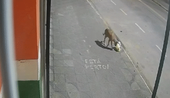 VÍDEO: Durante furto em MG, cachorro leva sacola de criminosos e cena repercute nas redes