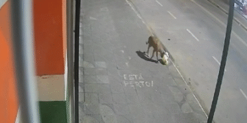 VÍDEO: Durante furto em MG, cachorro leva sacola de criminosos e cena repercute nas redes