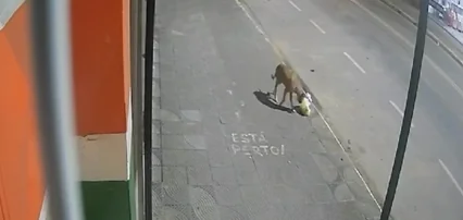 VÍDEO: Durante furto em MG, cachorro leva sacola de criminosos e cena repercute nas redes