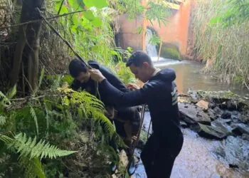 VÍDEO | Cão é resgatado por bombeiros em área de difícil acesso na zona rural de Serrania