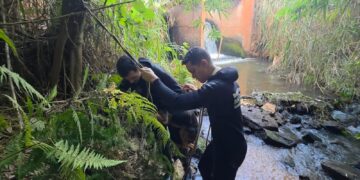 VÍDEO | Cão é resgatado por bombeiros em área de difícil acesso na zona rural de Serrania