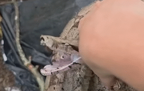 Fonte: Passos Online