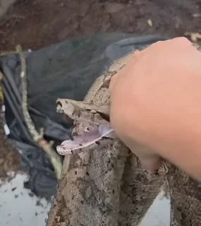 Fonte: Passos Online