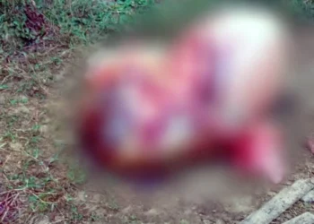 Vaca é furtada e abatida por criminosos em sítio no Sul de Minas