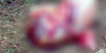 Vaca é furtada e abatida por criminosos em sítio no Sul de Minas