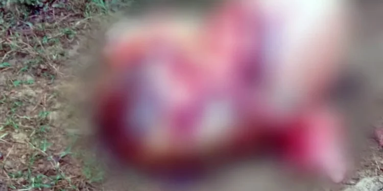 Vaca é furtada e abatida por criminosos em sítio no Sul de Minas