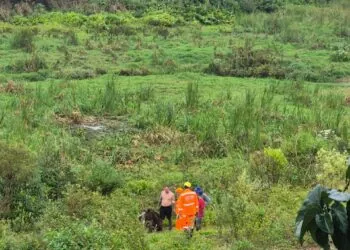Bombeiros resgatam cavalo atolado em lamaçal em Guaxupé