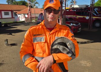 Filhote de tamanduá-bandeira é resgatado após mãe ser atropelada na MGC-265, no Sul de Minas