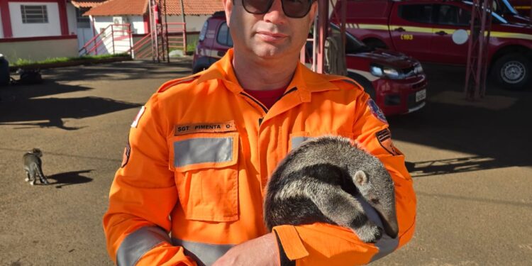 Filhote de tamanduá-bandeira é resgatado após mãe ser atropelada na MGC-265, no Sul de Minas