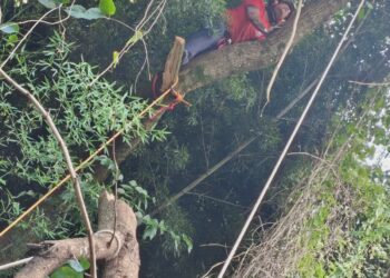 Árvore com risco de queda sobre residência é removida pelos bombeiros no Sul de Minas