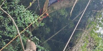 Árvore com risco de queda sobre residência é removida pelos bombeiros no Sul de Minas