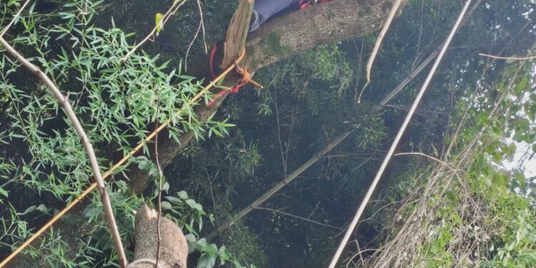 Árvore com risco de queda sobre residência é removida pelos bombeiros no Sul de Minas