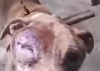Pitbull abandonado é resgatado e caso de maus-tratos é investigado em Alfenas
