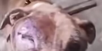 Pitbull abandonado é resgatado e caso de maus-tratos é investigado em Alfenas