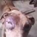 Pitbull abandonado é resgatado e caso de maus-tratos é investigado em Alfenas