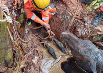 VÍDEO: Égua é resgatada de cisterna pelo Corpo de Bombeiros em Três Corações