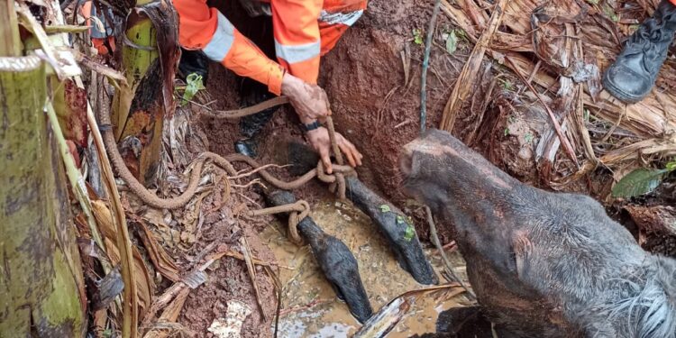 VÍDEO: Égua é resgatada de cisterna pelo Corpo de Bombeiros em Três Corações