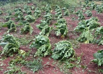 Chuva de granizo causa danos em lavoura na zona rural de Poço Fundo