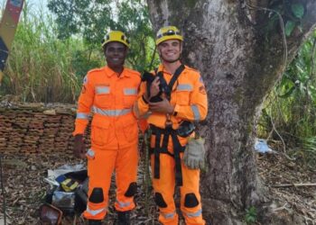 Gatinho é resgatado pelo Corpo Bombeiros após ficar preso em árvore de 9 metros