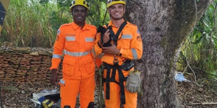 Gatinho é resgatado pelo Corpo Bombeiros após ficar preso em árvore de 9 metros