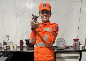 Bombeiros resgatam gato preso em tubulação em Alfenas