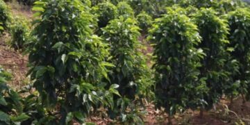 Saca de café mineiro alcança R$ 90 mil