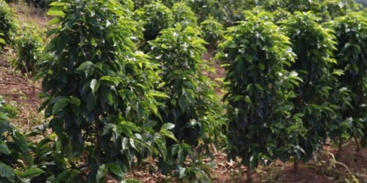 Saca de café mineiro alcança R$ 90 mil 