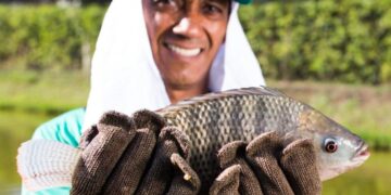 Mesmo com alta produção, Minas Gerais passa a importar tilápia pela primeira vez em quase 30 anos 