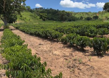Minas Gerais amplia produção de café conilon e fortalece diversificação no campo 