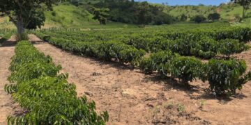 Minas Gerais amplia produção de café conilon e fortalece diversificação no campo 