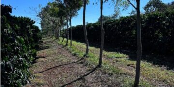 Cooperativa vende crédito de carbono