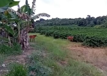 VÍDEO | Lobos-guará são avistados na Serra de Campos Gerais e reforçam importância da preservação