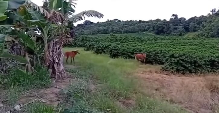 VÍDEO | Lobos-guará são avistados na Serra de Campos Gerais e reforçam importância da preservação