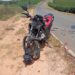 VÍDEO | Grave acidente entre motocicletas deixa um morto na MG-446, entre Nova Resende e Petúnia