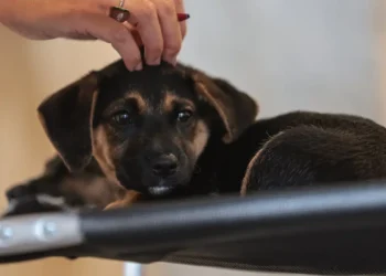 Lei define guarda compartilhada de pets; veja detalhes