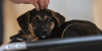 Lei define guarda compartilhada de pets; veja detalhes